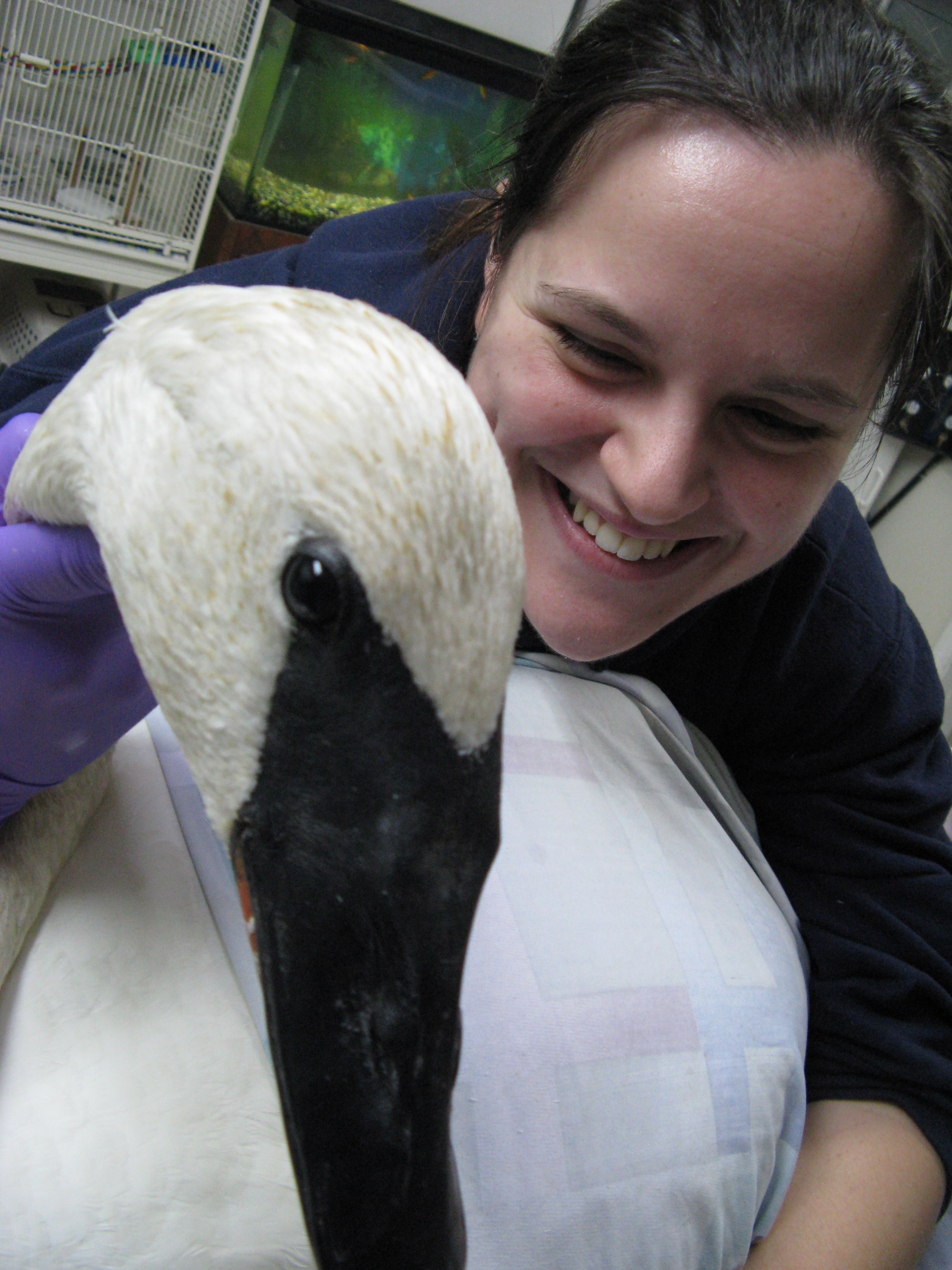 Swan at Sarvey Wildlife Care Center